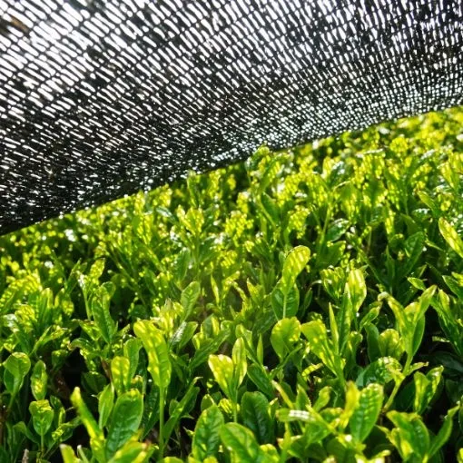 herbata-japonska-sencha-tradycyjna-stan-nowy