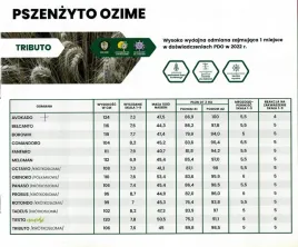 pszenzyto-ozime-500kg