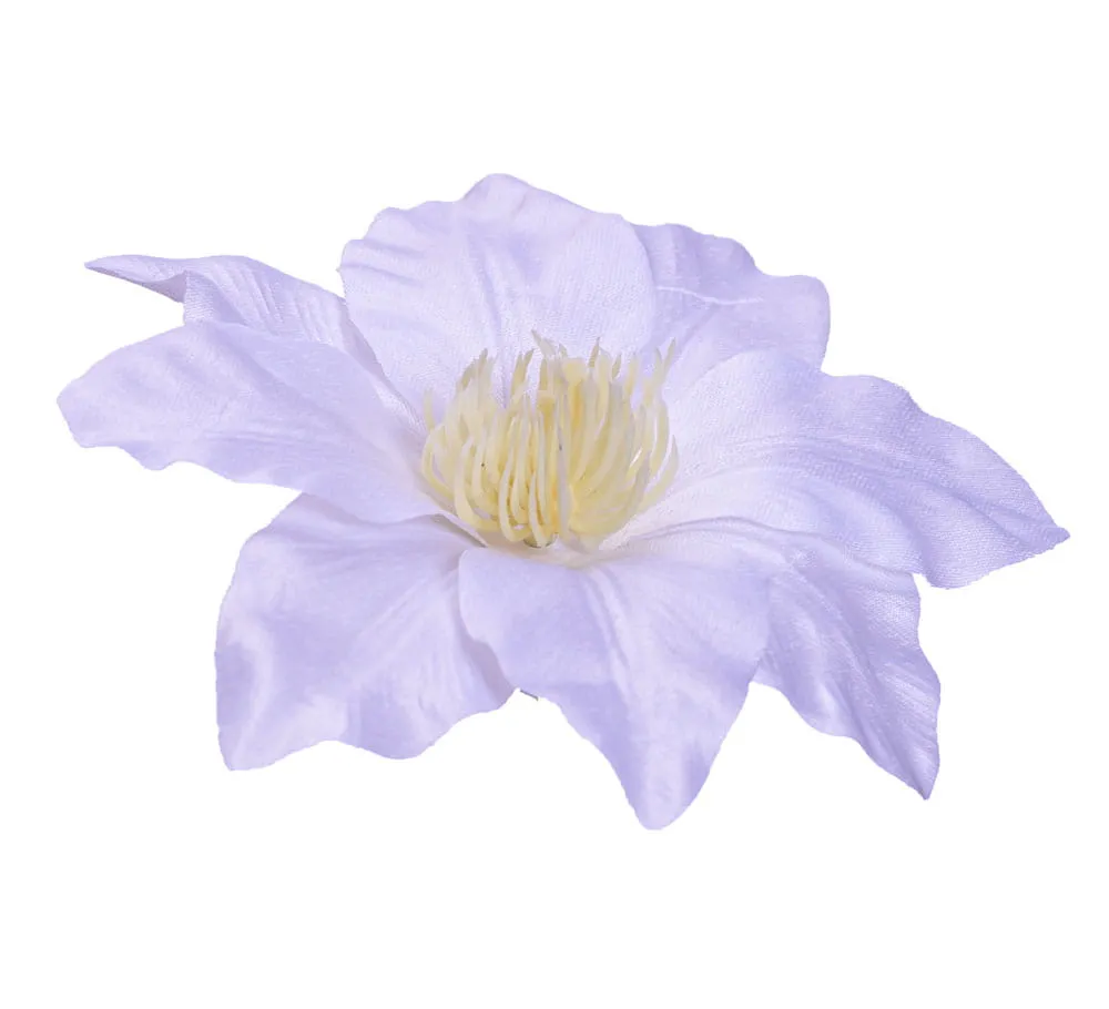 clematis-glowka-biala-6-sztuk