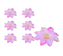 clematis-glowka-rozowa-6-sztuk