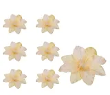 clematis-glowka-zolta-6-sztuk