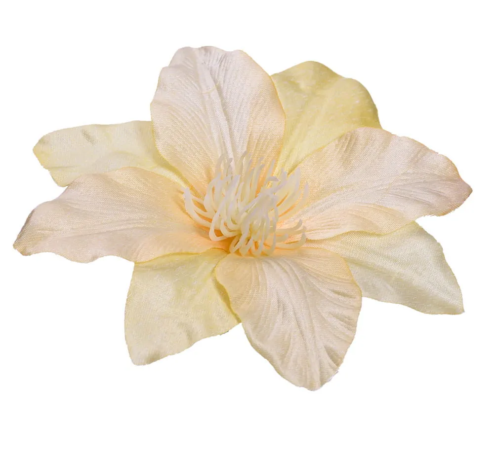 clematis-glowka-zolta-6-sztuk