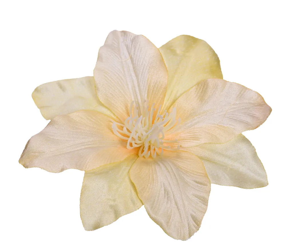 clematis-glowka-zolta-6-sztuk