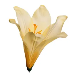 lilia-glowka-kwiatowa-jasno-zolta