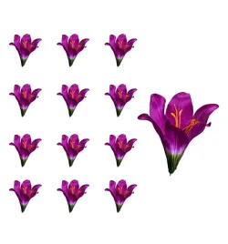 lilia-glowka-kwiatowa-purpurowa-12-sztuk
