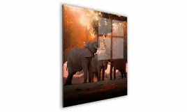 obraz-na-szkle-kwadratowy-60x60cm-092-slonie