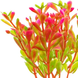 roslinka-sztuczna-kruger-meier-plant-fluo-pink