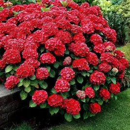 hortensja-ogrodowa-red-baron-sadzonki-hortensje-duze-kwiaty-latwa-uprawa