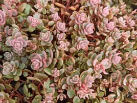 rozchodnik-rosenteppich-sadzonka-p9-rozowe-kwiaty-odporny-na-susze