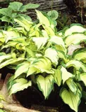 hosta-funkia-albopicta-1szt