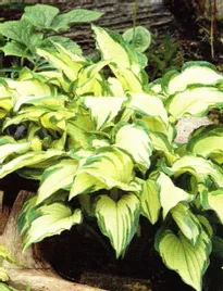 hosta-funkia-albopicta-1szt