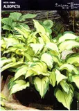 hosta-funkia-albopicta-1szt-stan-nowy