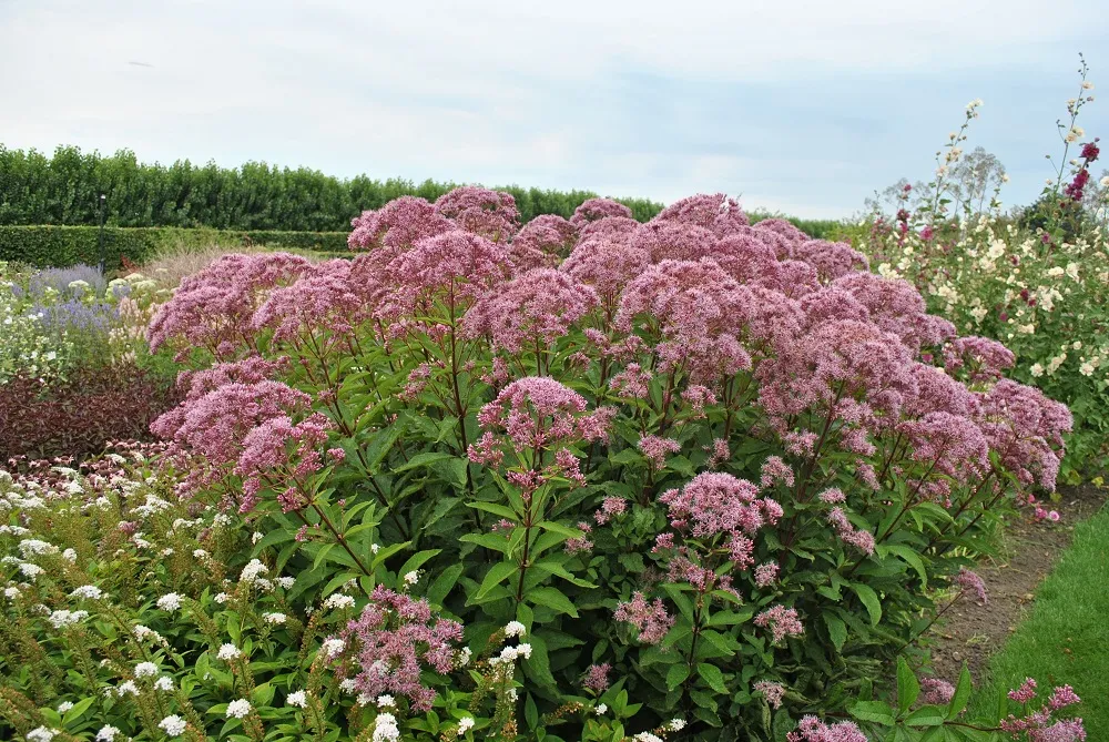 sadziec-baby-joe-eupatorium-maculatum
