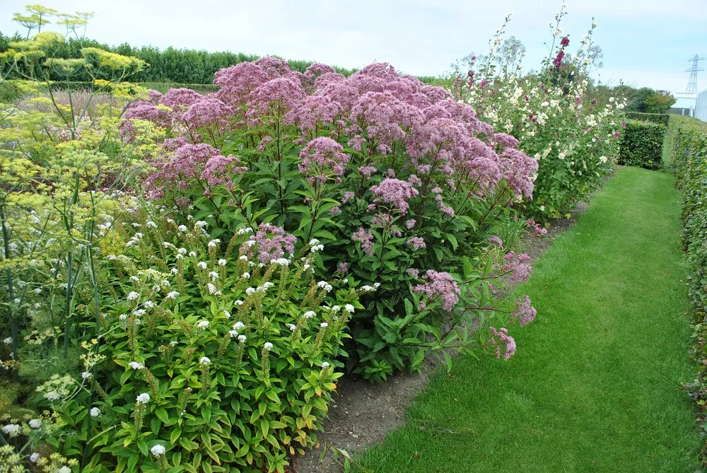 sadziec-baby-joe-eupatorium-maculatum-rodzaj-rosliny-inny