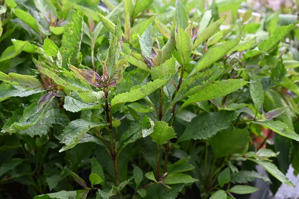 sadziec-baby-joe-eupatorium-maculatum