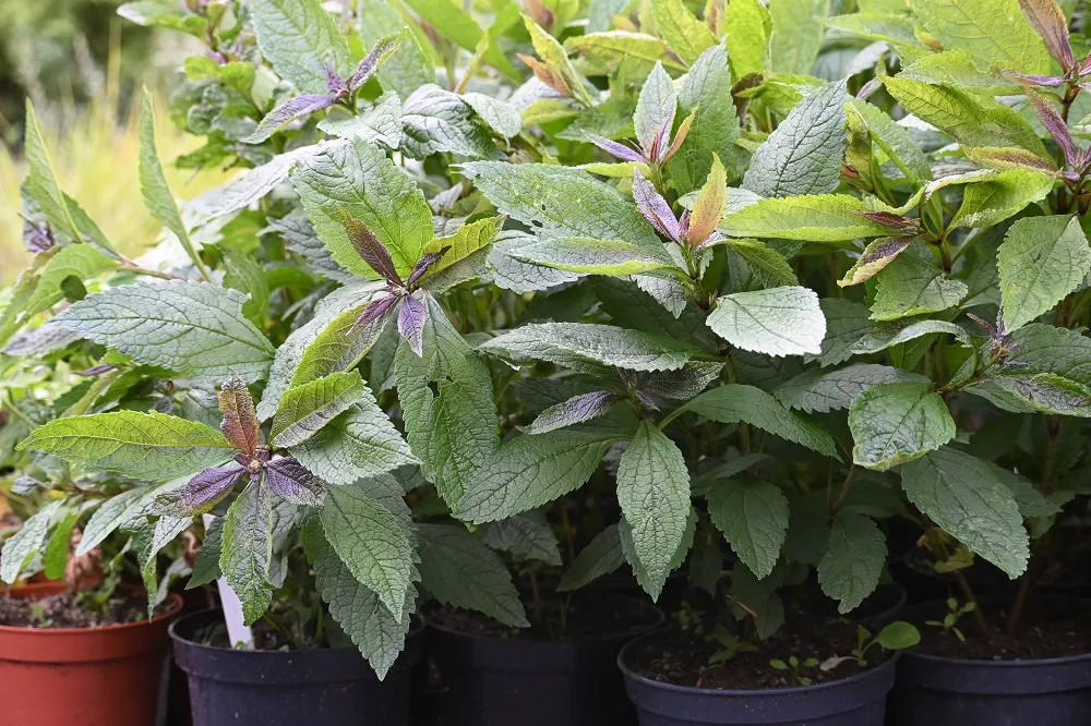 sadziec-baby-joe-eupatorium-maculatum-rodzaj-rosliny-inny