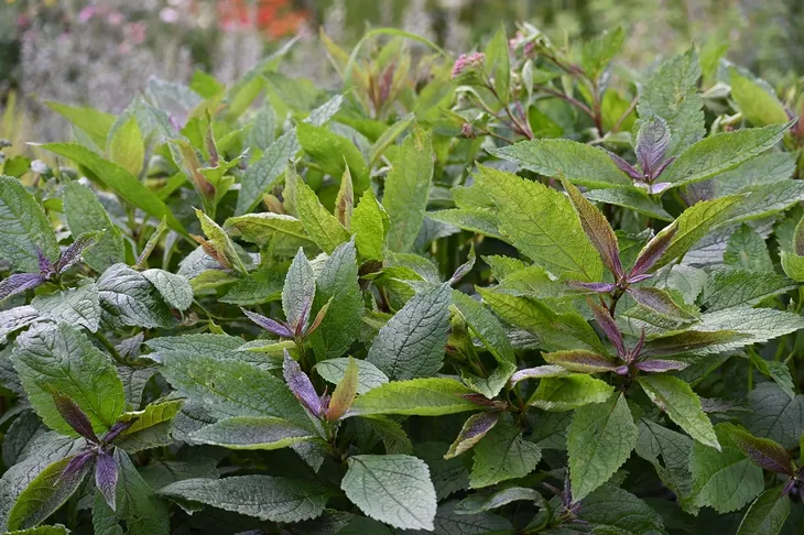 sadziec-baby-joe-eupatorium-maculatum-styl-ogrod-nowoczesny