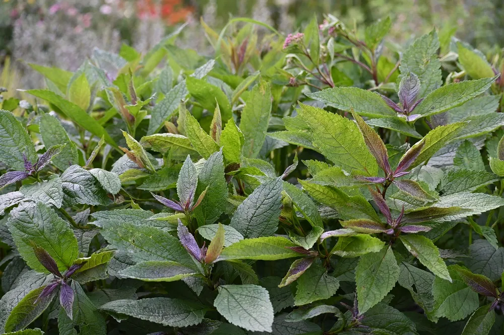 sadziec-baby-joe-eupatorium-maculatum