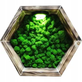 polka-heksagon-mech-chrobotek-z-podswietleniem-led