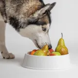 smoothiedog-owocowy-obstkorb-250ml-wiek-zwierzecia-psy-dorosle