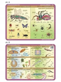 podkladka-edu-052-anatomia-owady-pajeczaki