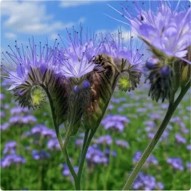 facelia-blekitna-roslina-miododajna-poplonowa-nasiona-1kg