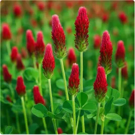 koniczyna-krwistoczerwona-roslina-miododajna-nasiona-kwalifikowane-1kg