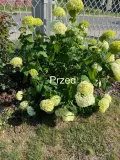 podpora-obejma-do-mieczykow-hortensji-luk-55cm-stan-nowy