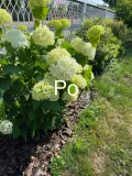 podpora-obejma-do-mieczykow-hortensji-luk-55cm-material-dominujacy-inny