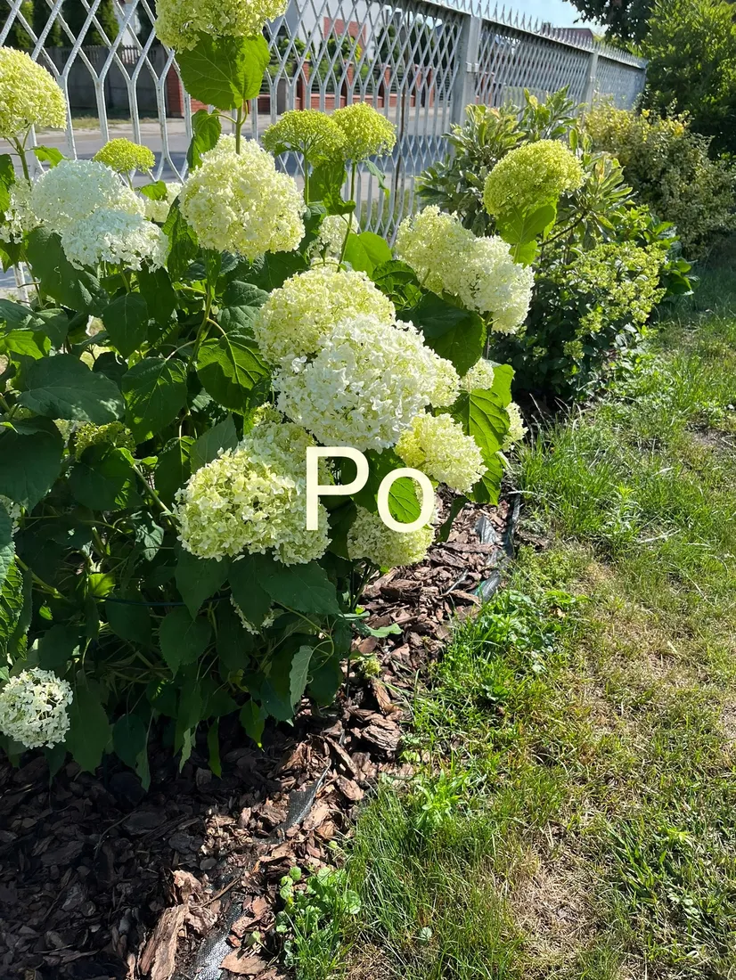 podpora-obejma-do-mieczykow-hortensji-luk-55cm