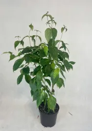 deren-kousa-milky-way-duza-roslina-gesta-piekne-kwiaty-niezwykle-ozdoba