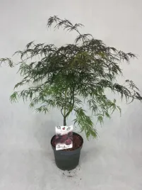 klon-palmowy-czerwony-garnet-duzy-gesty-xxl-acer-palmatum-piekny-100-cm