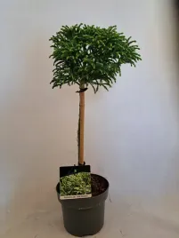 szydlica-japonska-na-pniu-little-champion-cryptomeria-japonica-iglak-cudo