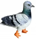 golab-niebieski-30cm