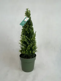 ostrokrzew-bukszpanowy-jenny-stozek-60-cm-zimozielony-piekny-odporny-na-cme