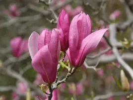 magnolia-ricki-rozowo-bordowy-kwiat-sadzonka-unikalny-kwiat-xxl-duza-50cm