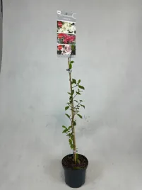 kalina-japonska-kilimandzaro-efektownie-kwitnaca-na-bialo-latwa-w-uprawie