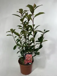 glogownik-carre-rouge-zimozielony-photinia-gesty-krzew-przyrosty-czerwone