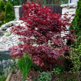 klon-palmowy-100-cm-5l-atropurpureum-acer-palmatum