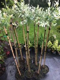 wierzba-hakuro-rozowa-piekna-duza-sadzonka-na-pnie-xl-piekna-wyjatkowa