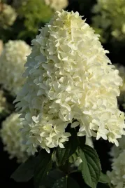 hortensja-skyfall-na-pniu