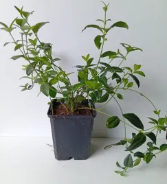 barwinek-mniejszy-vinca-minor-zimozielony-dywan-kwiatow-do-ogrodu-p9