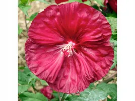 hibiskus-bylinowy-robert-fleming-czerwony-kwiat-gigant-sadzonka-p9