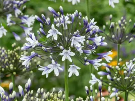 agapant-fireworks-sadzonka-p9-bialo-niebieski-wyjatkowy-kwiat