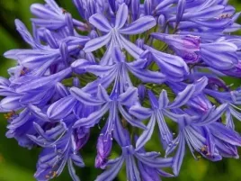 agapant-afrykanski-brilliant-blue-sadzonka-p9-lilia-afrykanska