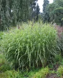 miskant-chinski-zebrinus-miscanthus-sinensis