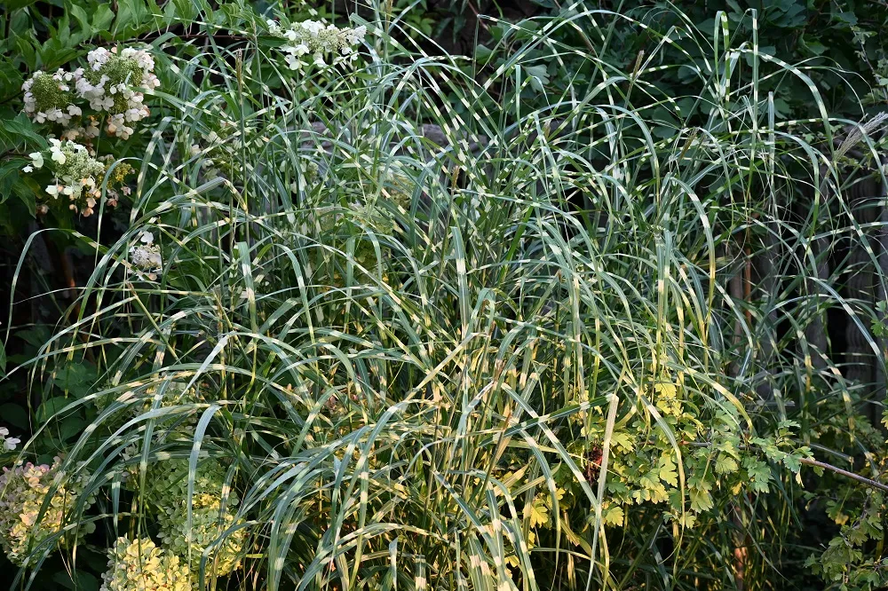 miskant-chinski-zebrinus-miscanthus-sinensis-roslina-w-postaci-sadzonka-w-pojemniku-1-2l
