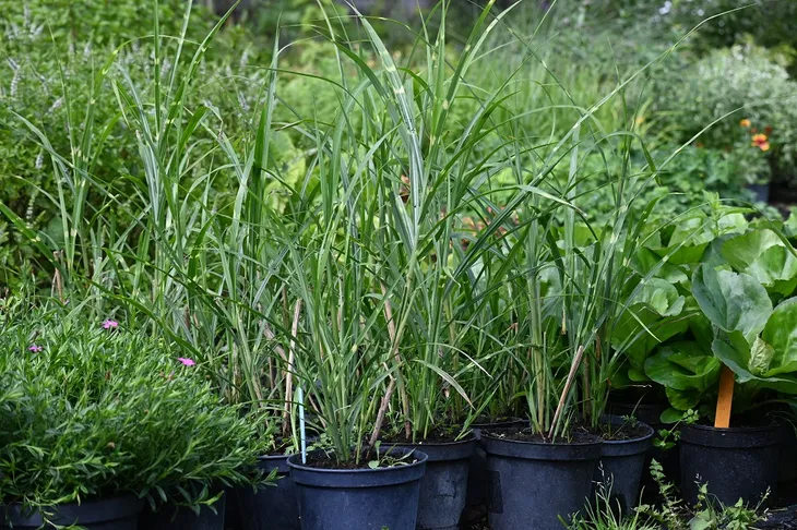 miskant-chinski-zebrinus-miscanthus-sinensis-roslina-w-postaci-sadzonka-w-pojemniku-1-2l-cechy-charakterystyczne-lubiace-slonce-proste-w-pielegnacji