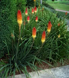 trytoma-royal-castle-1-szt-sadzonki-sadzonka-rosliny-ozdobne