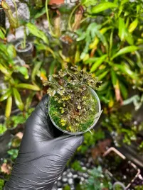 selaginella-sp-borneo-black-ciemnolistna-roslina-tropikalna-do-terrarium